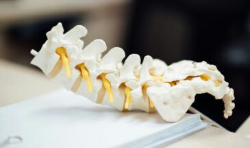 Model of a spine