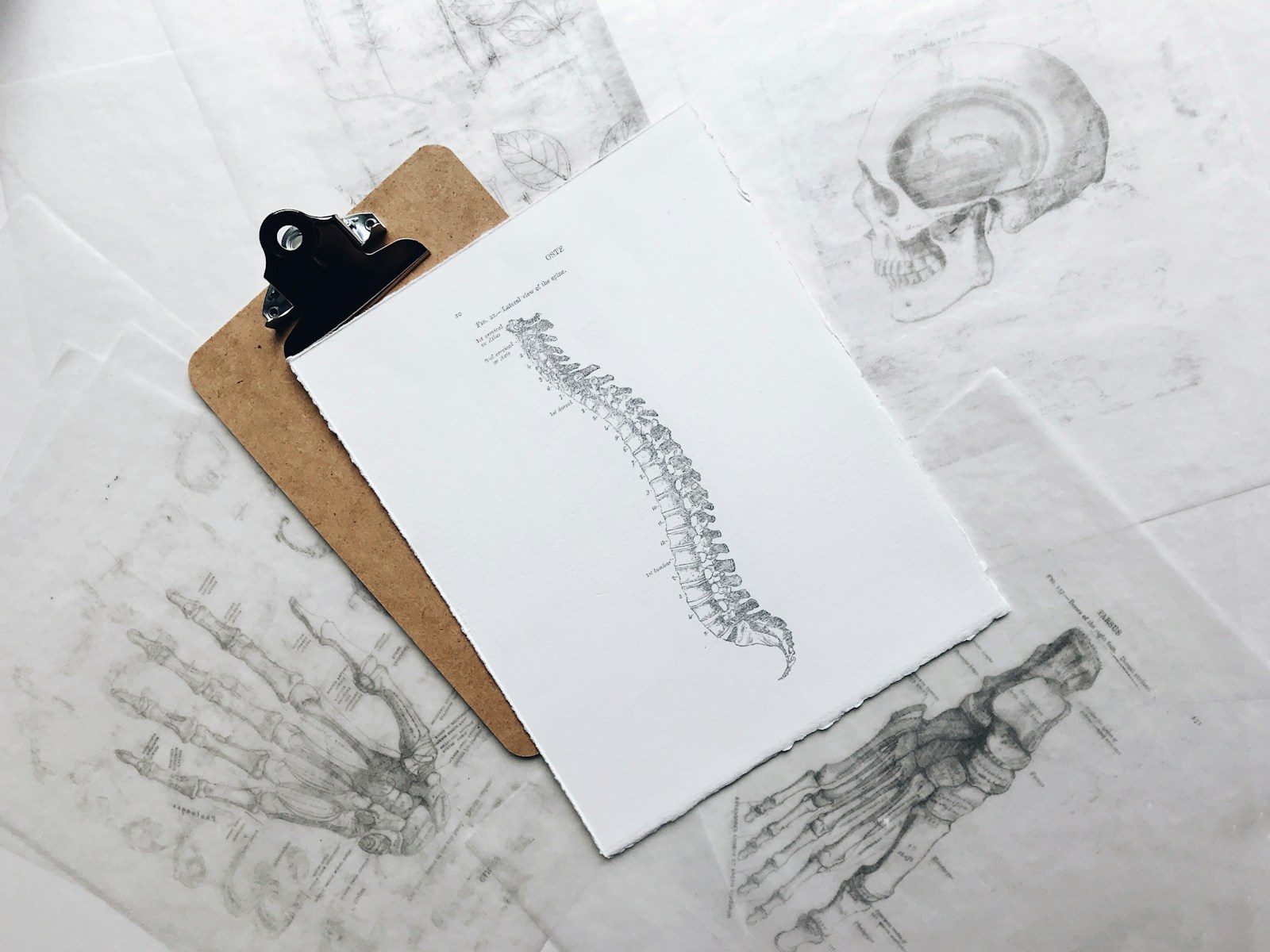Understanding Normal Spinal Curves, Lordosis, Kyphosis, and Scoliosis